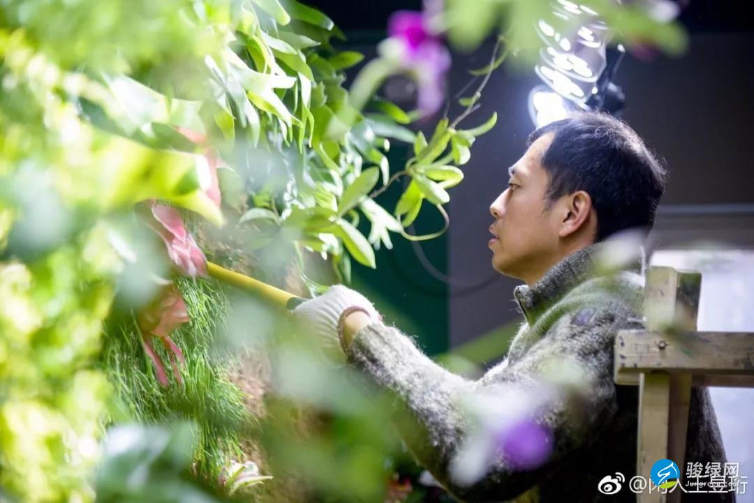 苔藓墙
